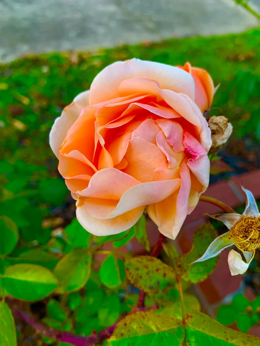 Rose